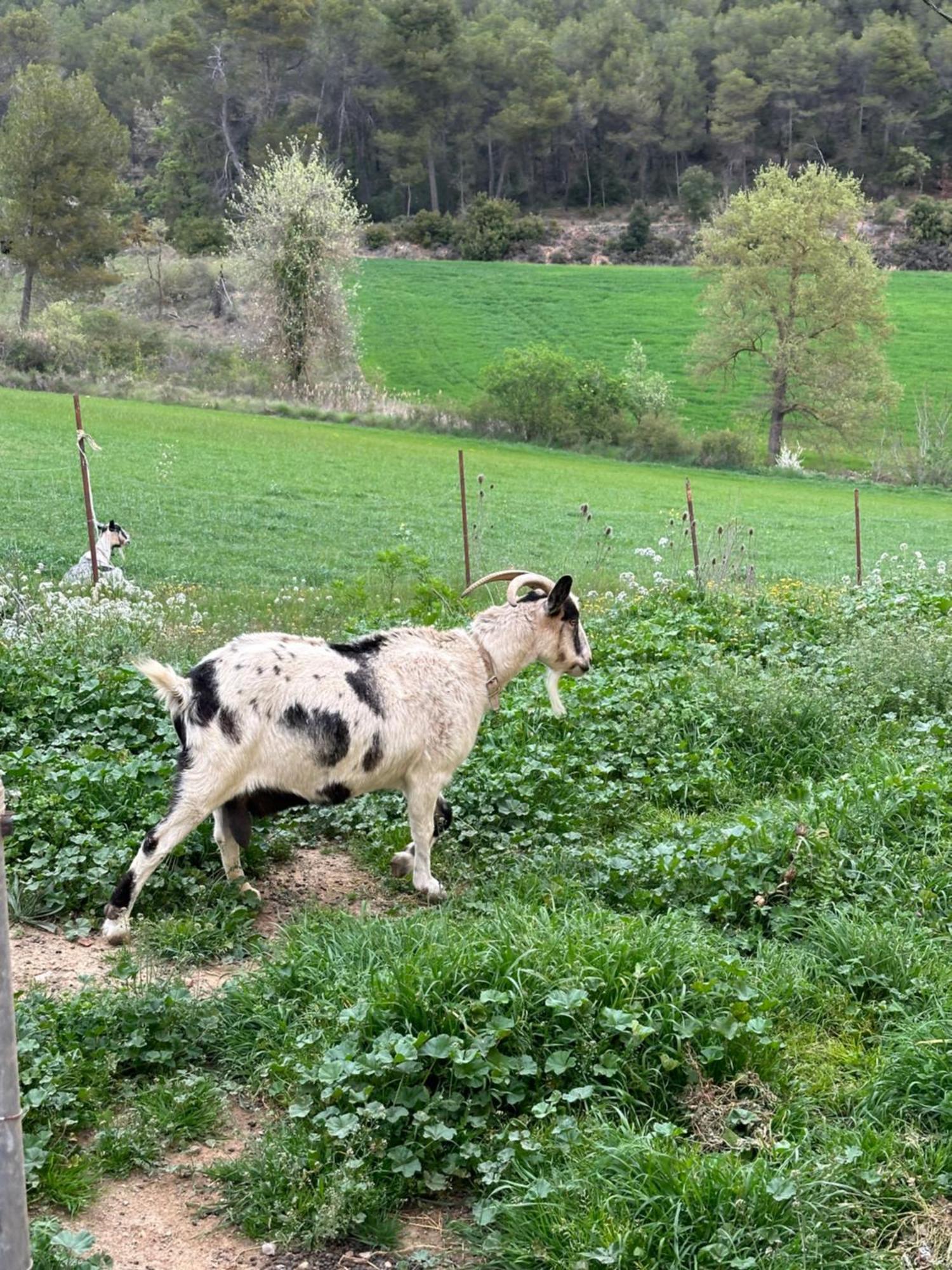 Ca L'Oreneta El Pla de Manlleu Esterno foto